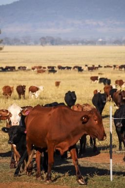 Cows walk through a field during a cattle drive at a farm in Gunnedah, New South Wales, Australia, on Thursday, May 28, 2020. A growing number of Australia's primary producers are mulling the potential for a further tightening of restrictions on Australia's agricultural exports by China. Two thirds of Australias farm production is exported, with almost one third of this, 28%, going to China, including 18% of Australia's total beef production, according to Australia's National Farmers' Federation. Photographer: David Gray/Bloomberg via Getty Images