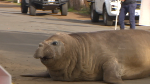 22760778 - Neil the seal 16x9.thumb.png