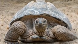 The Aldabra giant tortoise is native to the islands of the Aldabra Atoll in the Seychelles.