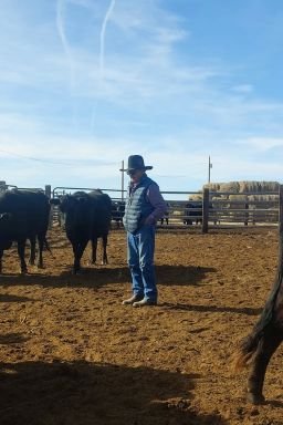 Johnny Mestas with some of his cattle.