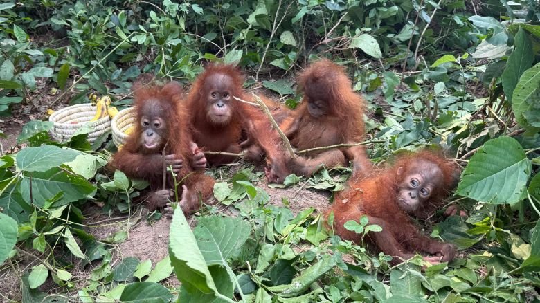 Five baby orangutans were found in Odisha, in eastern India, in September 2026.