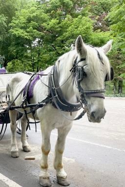 Carriage horses line one of the entrances to Central Park as drivers try to persuade tourists to take a horse-drawn carriage ride around the park.