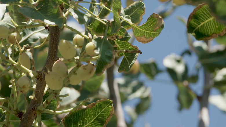 PistachioThumb1.png