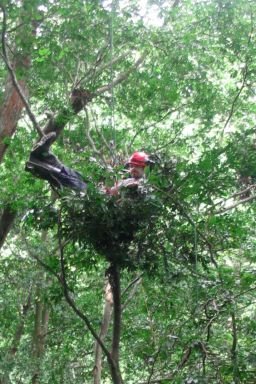 Samson-nest.jpg