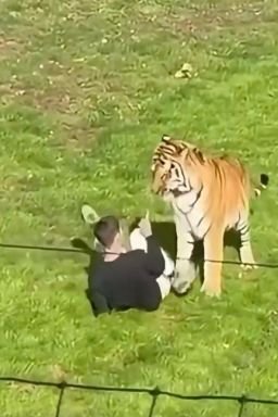 Man entered tiger enclosure at UK's Yorkshire Wildlife Park, police say, and was seriously injured.